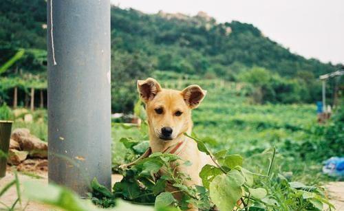盘点中国十大城市禁养犬,想要养狗的朋友们必须注意了 