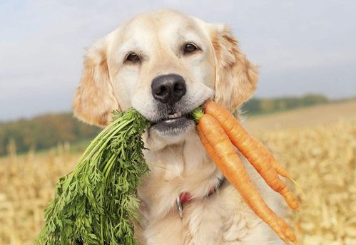 狗狗就该吃肉啃骨头 你错了,除了吃肉狗狗更应该补充维生素