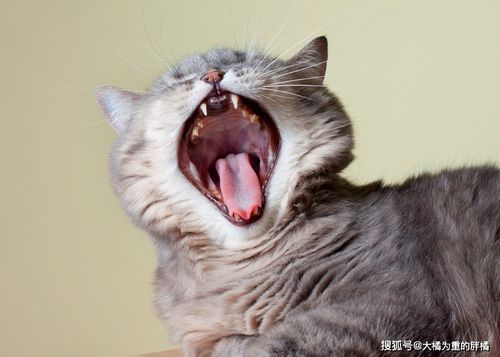 猫咪不会长 蛀牙 ,却要注意这三种口腔疾病,平时多给爱猫刷牙