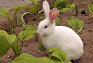 兔子的养殖技术及管理要点,如何养殖兔子