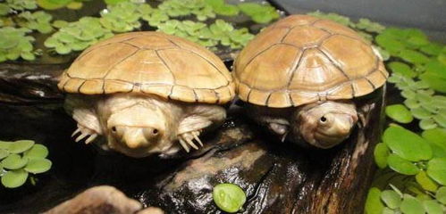 适合新人养的5种乌龟,蛋龟上榜,最后一种乌龟不冬眠
