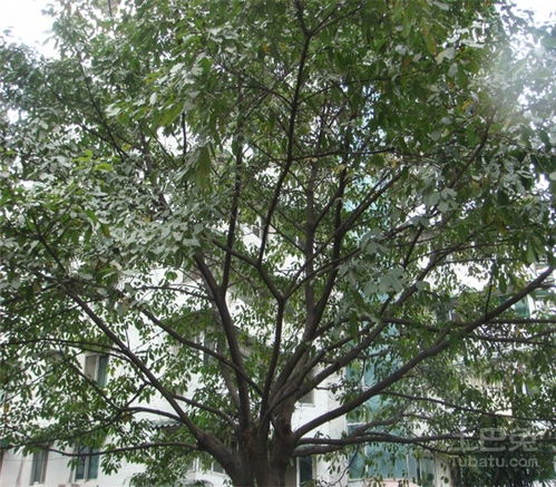 黄角树的特点是什么,黄角树的特点是什么