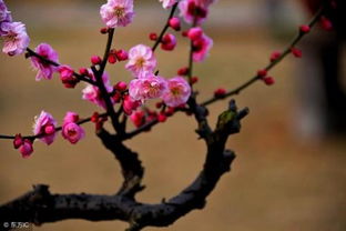 描写小园梅花开放,花影飘渺,暗香浮动的上联 疏影梅花香渺渺 