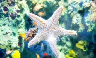 12星座代表的 海洋生物 ,天蝎外柔内刚,双鱼嘴中会吐珍珠 