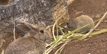 丘北49岁的1村民租地养兔,年入30多万,他的养兔条件非常适合砚山的...