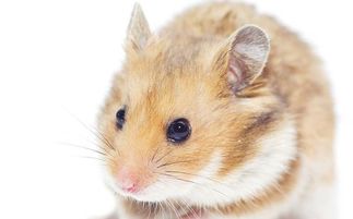 仓鼠也是鼠类,会感染鼠疫吗 有哪些方法可以不让仓鼠生病呢