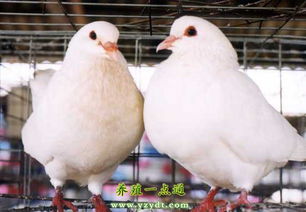 肉鸽饲养繁殖三要点,放对 产蛋和防天敌 