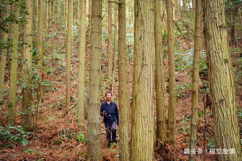 村民在山上栽树,40年后上山 参观 ,看为啥笑得合不拢嘴