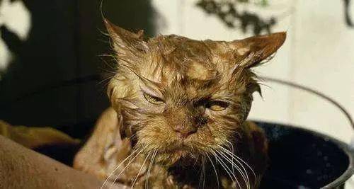 猫咪需要经常洗澡 别傻了,它可不喜欢这样