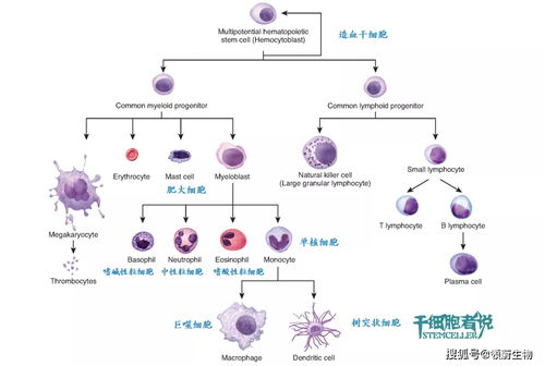 巨噬细胞,人类免疫系统的精灵