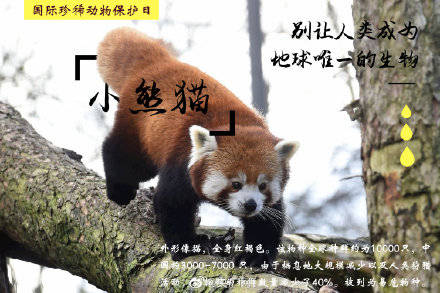探索红河小熊猫的神秘产地：珍稀动物的家园之旅