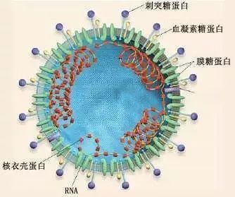 速看 高考热点 冠状病毒及免疫反应 六个方面