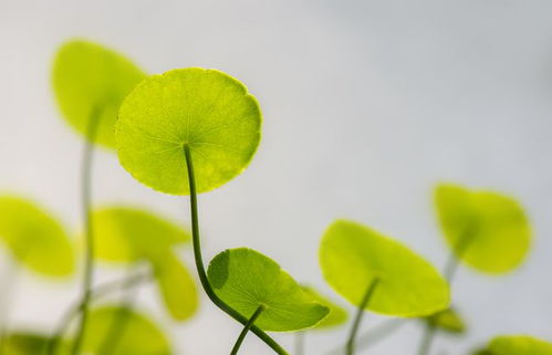 水瓶座6月的事业运势不错,会得到不错的回报,财运和健康一般