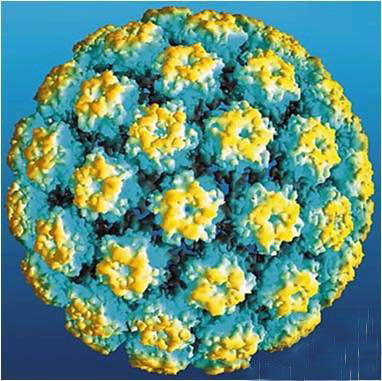 北大收集百名处女血液 欲研制国产HPV病毒疫苗 