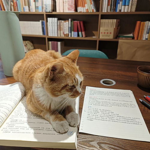玉林有可爱猫猫的书店 