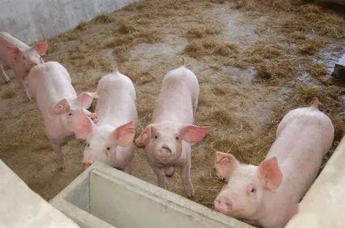 如何提高猪的体重 快速育肥措施介绍