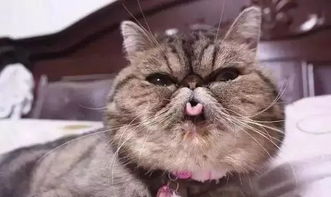 猫咪吐舌头实在太萌了 那么猫咪为什么吐舌头呢
