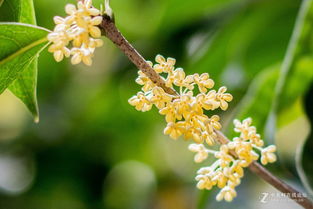 八月桂花