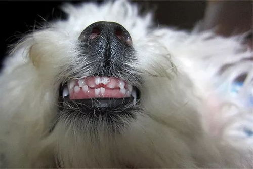 狗狗换牙的过程和注意事项