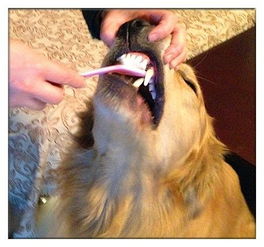 怎么给狗刷牙,怎么给狗刷牙视频教程