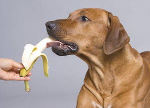 宠物狗狗可以吃土桃子吗,宠物狗狗可以吃土桃子吗