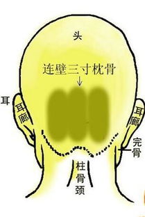 一泓师傅 骨相学中的这些部位代表你的运势和成就 