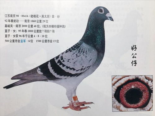 种鸽眼与赛鸽眼的区别和培育