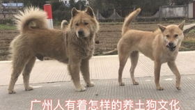 间俗语说猫三狗四是什么意思,正宗中华田园犬真是绝种濒危了吗