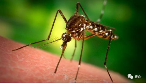 什么血型的人招蚊子 为什么早起和睡前记忆力好 狂丸问答 