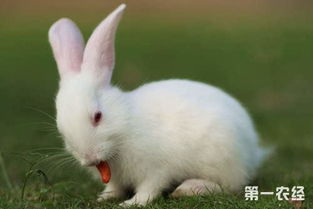 兔耳癣怎么治 兔疥癣病的防治方法