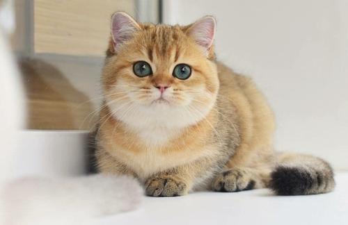 英短猫最常见的7种颜色,附上最新价,不要买贵了
