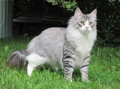 猫届中的新星 挪威森林猫 ,堪称猫中 贵族 ,气质满满