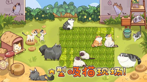 猫咪物语游戏 猫咪物语官方测试版游戏预约 v1.0 嗨客手机下载站 