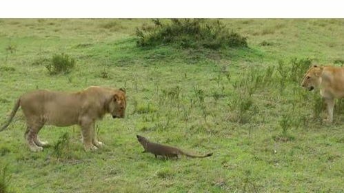 4头狮子竟还不敌一只猫鼬, 本想给个下马威,结果还被追得满草原跑