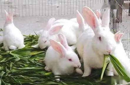 如何养殖兔子？