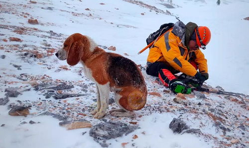 海拔五千米雪山上的狗狗,满身冰碴瘦弱不堪,钻到登山者怀里取暖
