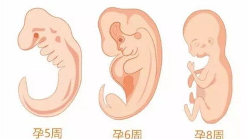 胎芽大小和孕周对照表,宝妈自己对照下,你家胎儿发育到什么阶段啦 