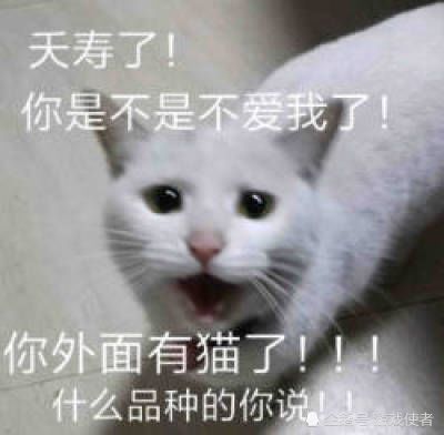 为什么现代人爱养猫 搜了这个话题后涨姿势了