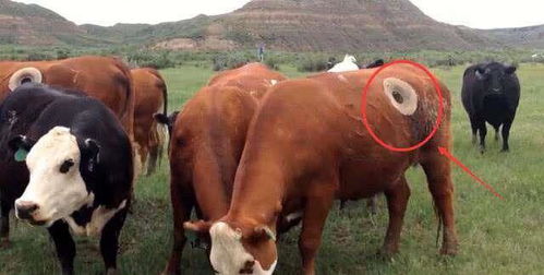 国外养牛场的牛身上为什么要开一个大洞 原因让人难以置信