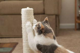几万块的家具猫爪一挥就毁了 5分钟帮你拯救家具 猫咪 