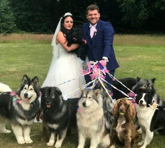 阿拉斯加等12只狗狗陪你结婚,狗狗跟你结婚,你更期待哪一种婚礼