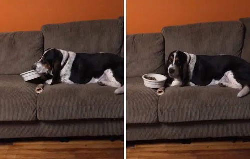 这只狗狗被宠得可以趴在沙发上吃饭,主人不仅不骂,还觉得它可爱