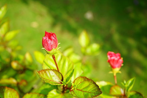 木芙蓉摄影图片