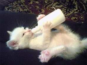 一个月的小猫喝什么羊奶粉好 一个月的小猫怎么养