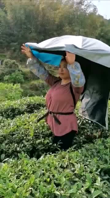 采茶的时候用什么装茶  第1张