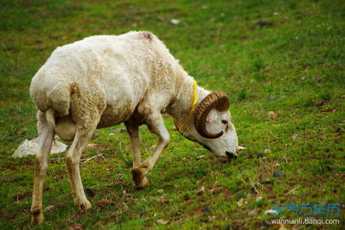 属羊最命苦出生日期 属羊最命苦出生日期是什么时候