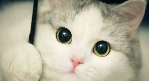 关于宠物 布偶猫,这个仙气十足的小猫咪,你了解多少呢