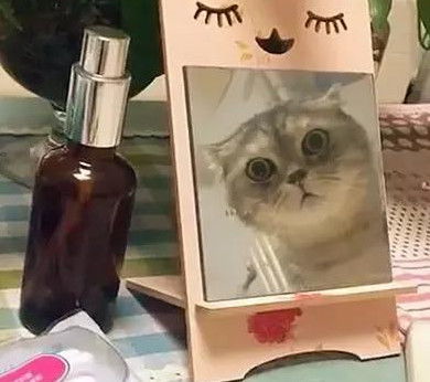 猫咪观察起主人化妆用的镜子,一脸好奇的样子也是很可爱了
