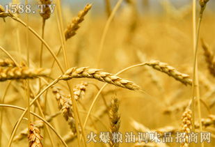 安徽市场临储小麦竞价交易结果