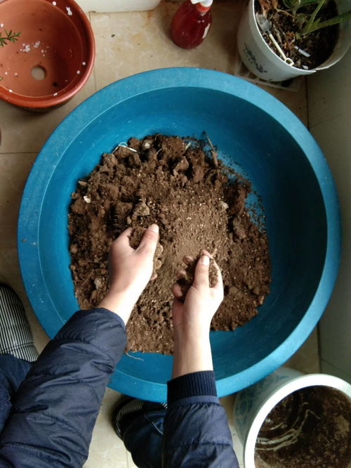 腐叶土多久才能腐熟,什么时候挖腐叶土最好？